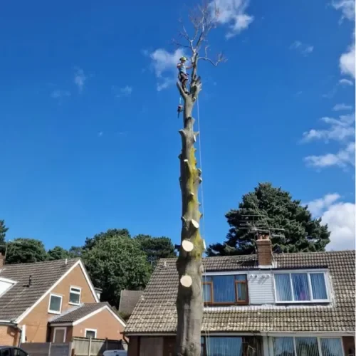 Tree Surgery project by Ashwood Tree Care Ltd in Liverpool