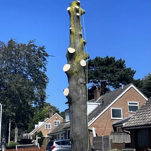 Tree Surgery project by Ashwood Tree Care Ltd in Liverpool